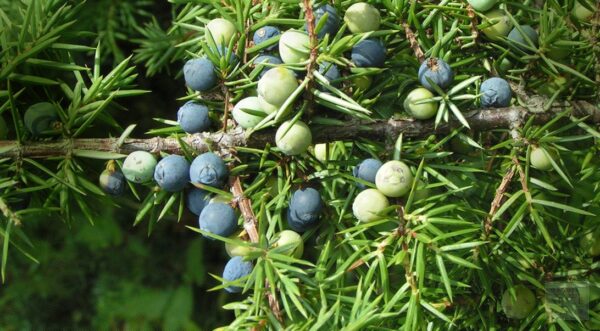 Kadaka seep, HiiuIhuhooldus, 95g - Image 3